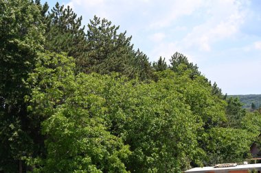 Mavi gökyüzü arka plan üzerinde yeşil ağaçlar