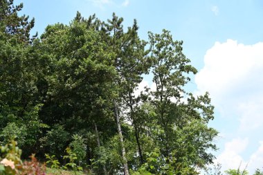 Mavi gökyüzü arka plan üzerinde yeşil ağaçlar