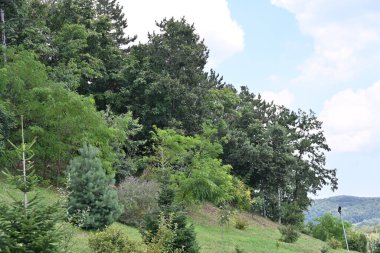 Mavi gökyüzü arka plan üzerinde yeşil ağaçlar