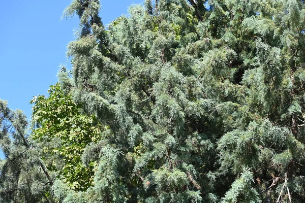 Árboles Verdes Sobre Fondo Azul Del Cielo — Foto de Stock