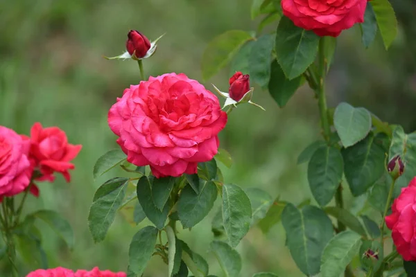 庭で育っている驚くべきピンクのバラの花 — ストック写真
