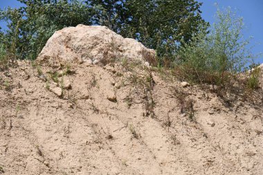 Dağlarda yetişen yeşil bitkiler