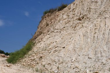 Dağlarda yetişen yeşil bitkiler