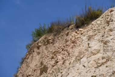 Dağlarda yetişen yeşil bitkiler