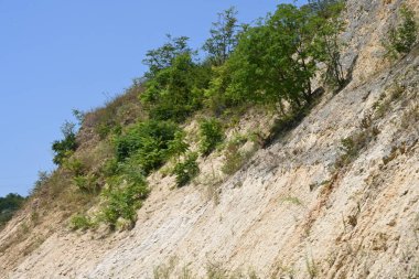 Mavi gökyüzü arka plan üzerinde yeşil ağaçlar