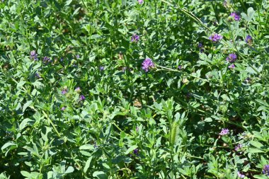 Bahçede büyüyen harika mor çiçekler