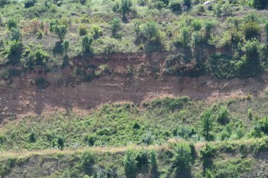 yeşil bitkiler büyür, doğa