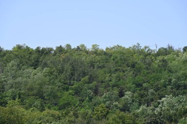 Mavi gökyüzü arka plan üzerinde yeşil ağaçlar