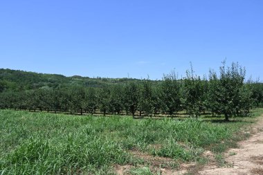 Mavi gökyüzü arka plan üzerinde yeşil ağaçlar