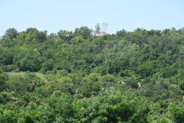 Mavi gökyüzü arka plan üzerinde yeşil ağaçlar