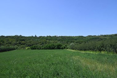 Mavi gökyüzü arka plan üzerinde yeşil ağaçlar