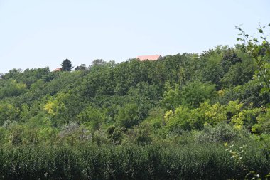 Mavi gökyüzü arka plan üzerinde yeşil ağaçlar