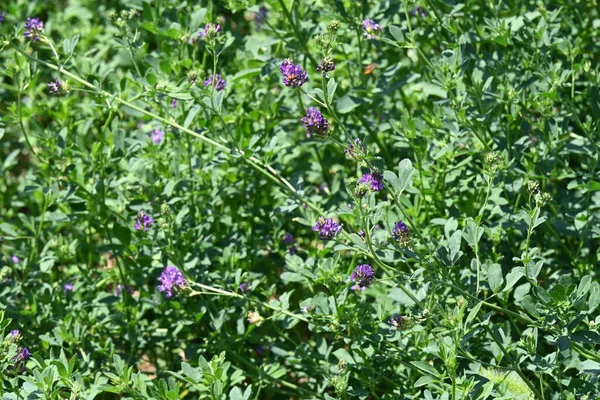 stock image amazing violet flowers growing in the garden