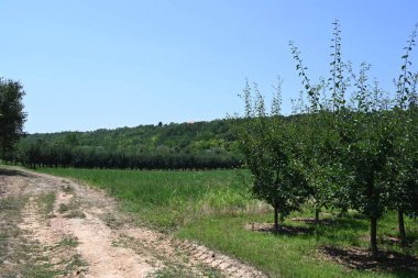 Mavi gökyüzü arka plan üzerinde yeşil ağaçlar