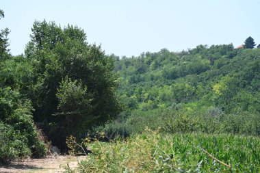 Mavi gökyüzü arka plan üzerinde yeşil ağaçlar