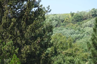 Mavi gökyüzü arka plan üzerinde yeşil ağaçlar