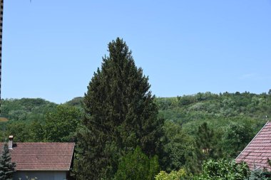 Yerel binaların olduğu yeşil köyün manzarası