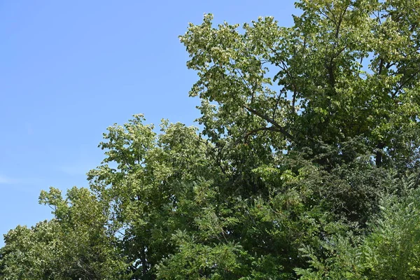 蓝蓝的天空背景上的绿树 — 图库照片
