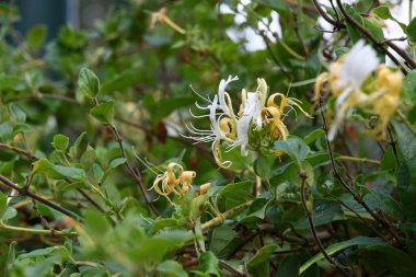 Bahçede büyüyen sarı çiçekler