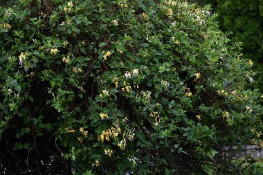 Bahçede büyüyen güzel çiçekler