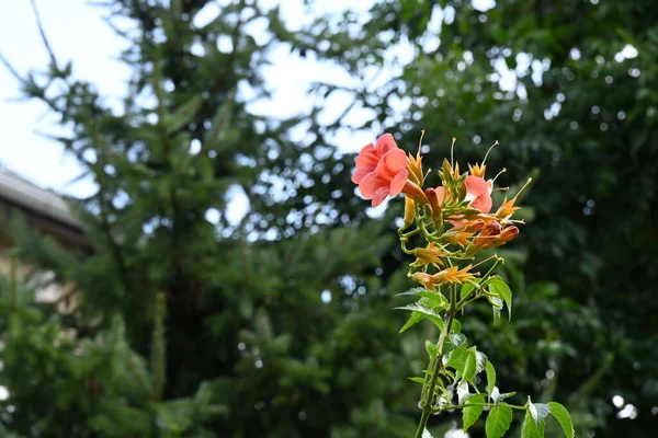 Καταπληκτικά Κόκκινα Λουλούδια Που Μεγαλώνουν Στον Κήπο — Φωτογραφία Αρχείου