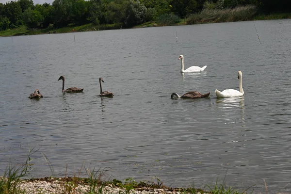 Cisnes Con Pollo Lago — Foto de Stock