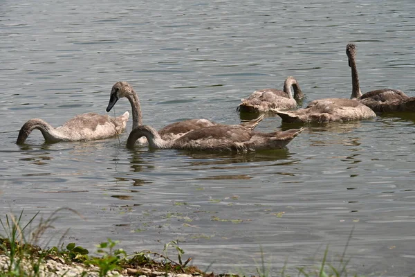 Família Cisne Nadando Lago Dia Ensolarado — Fotografia de Stock