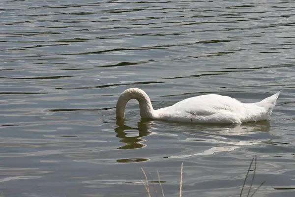 晴れた日には白い白鳥が湖を泳いでいます — ストック写真