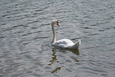 Güneşli bir günde gölde yüzen beyaz kuğu. 