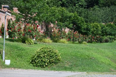 Parkta büyüyen bitkiler 