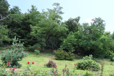 Parktaki çiçekler ve ağaçlar