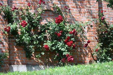 Parkta büyüyen parlak çiçekler. 