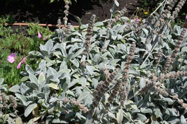 Bahçede yetişen bitkiler 