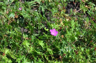 Bahçede mor çiçekler