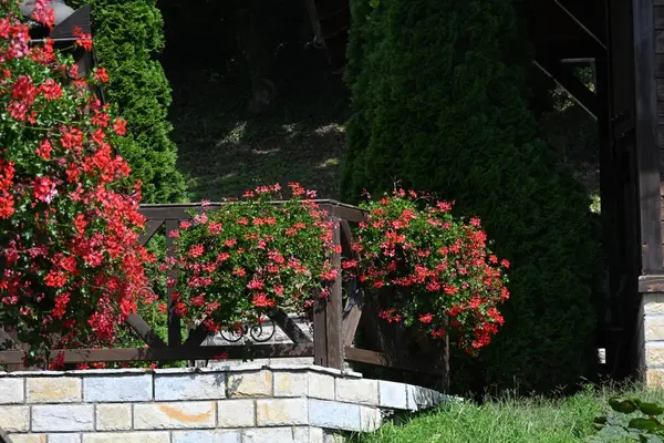 Fantastiska Röda Blommor Som Växer Trädgården — Stockfoto