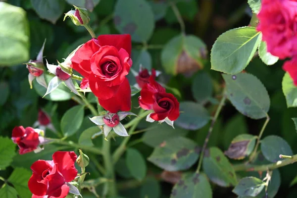 Червоні Троянди Квіти Ростуть — стокове фото