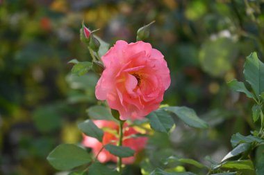 Güzel gül çiçeği, yakın görüş.