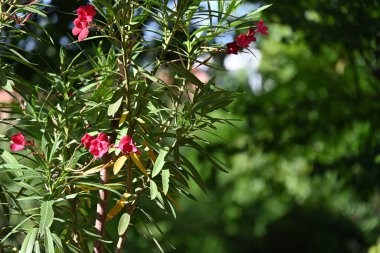Çalılıklarda güzel pembe çiçekler 