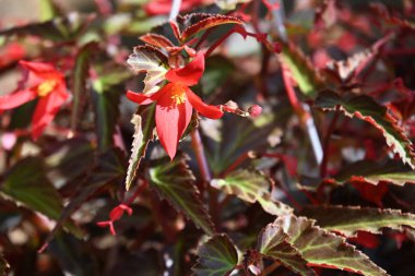 bahçede yetişen çiçeklerin yakın çekim