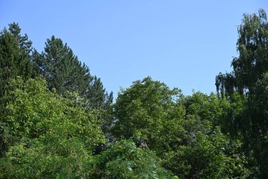 Mavi gökyüzü arka plan üzerinde yeşil ağaçlar