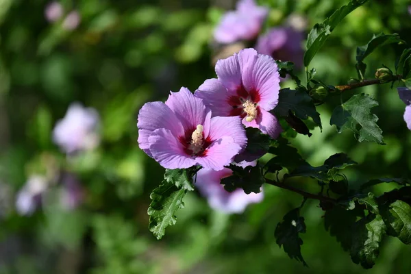 庭で育つピンク色の素晴らしい花 — ストック写真