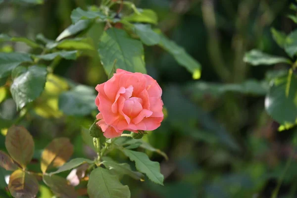 Schöne Rosenblüte Nahsicht — Stockfoto