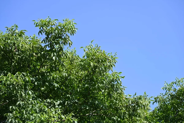 stock image green trees on blue sky background