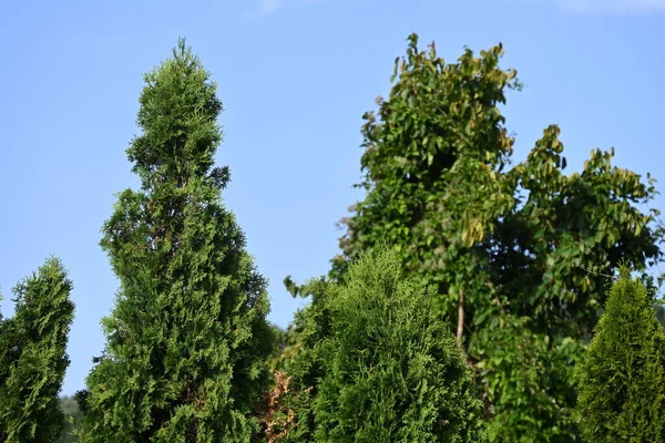 Зеленые Деревья Растущие Лесу — стоковое фото