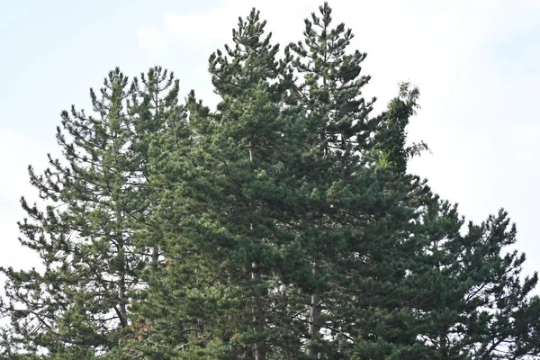 Grüne Bäume Wachsen Wald — Stockfoto