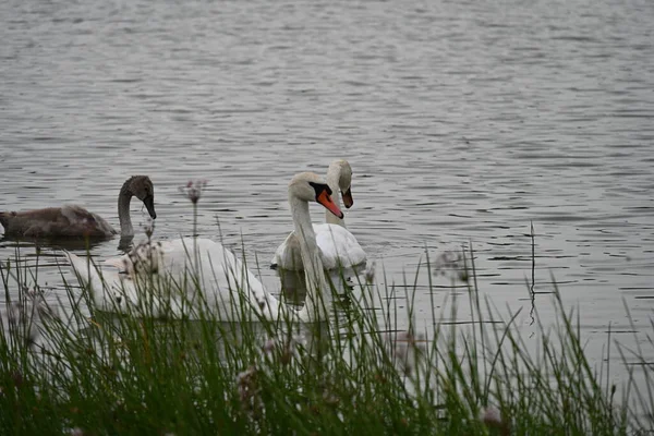 Cisnes Com Frango Nadando Lago — Fotografia de Stock