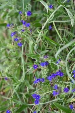 Ormanda yetişen güzel mavi çiçekler 