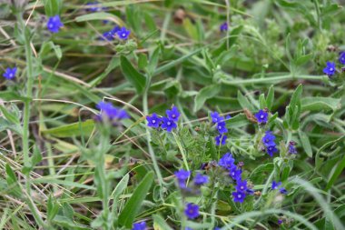Ormanda yetişen güzel mavi çiçekler 
