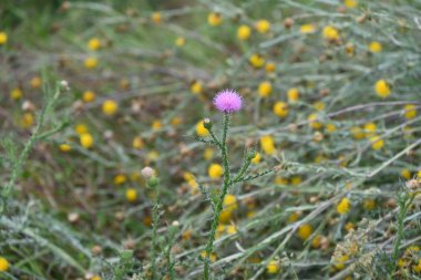 Çimenlerde yetişen güzel çiçekler 