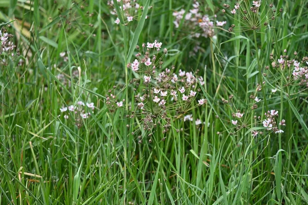 stock image tiny flowers in the garden